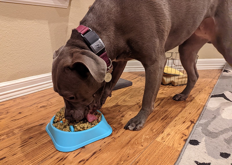 dog eating open farrm recipe