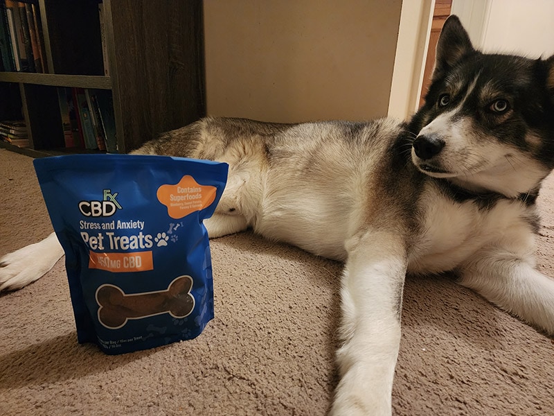 dog lying next to cbd fx calming treats