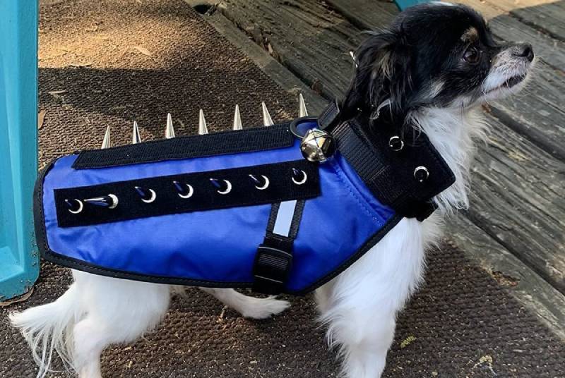 two dogs wearing coyoto vests