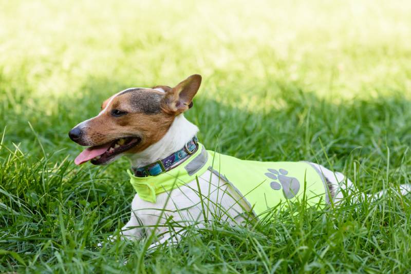 dog wearing safety reflecting light vest
