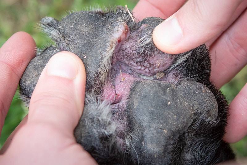 dog with paw allergy