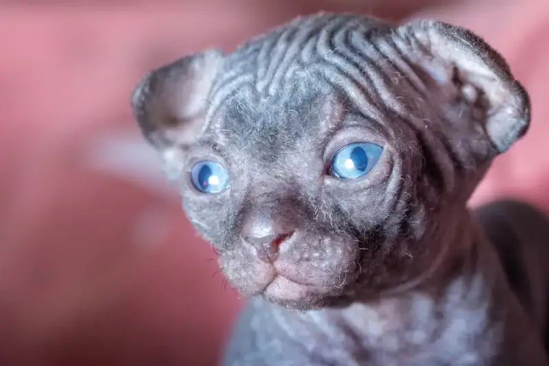 Dark-sphynx-newborn-kitten-head-and-cute_Linas-T-Shutterstock.jpg