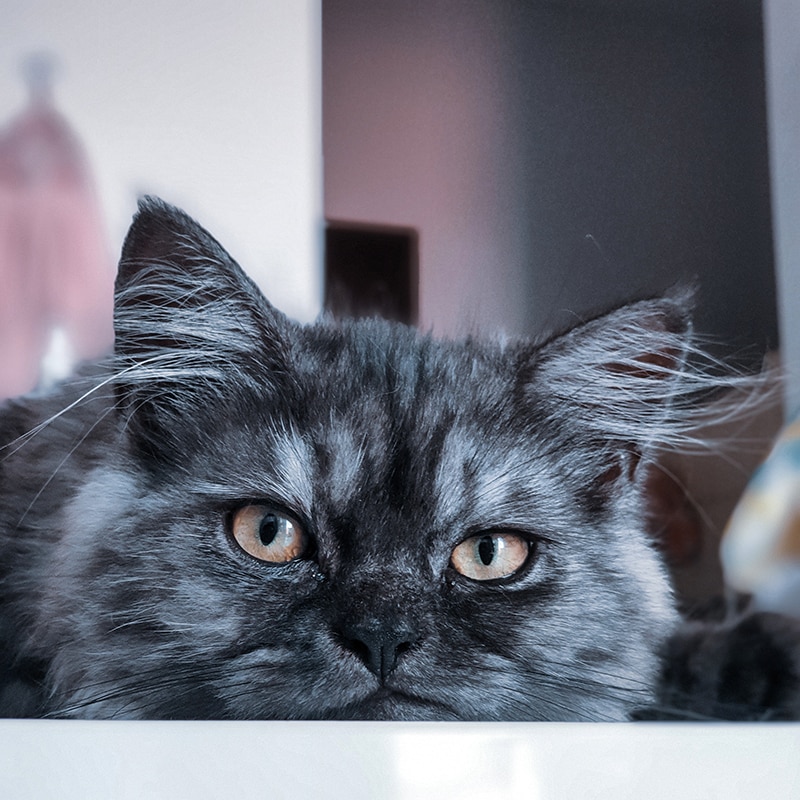 Flat-faced persian ragdoll mix