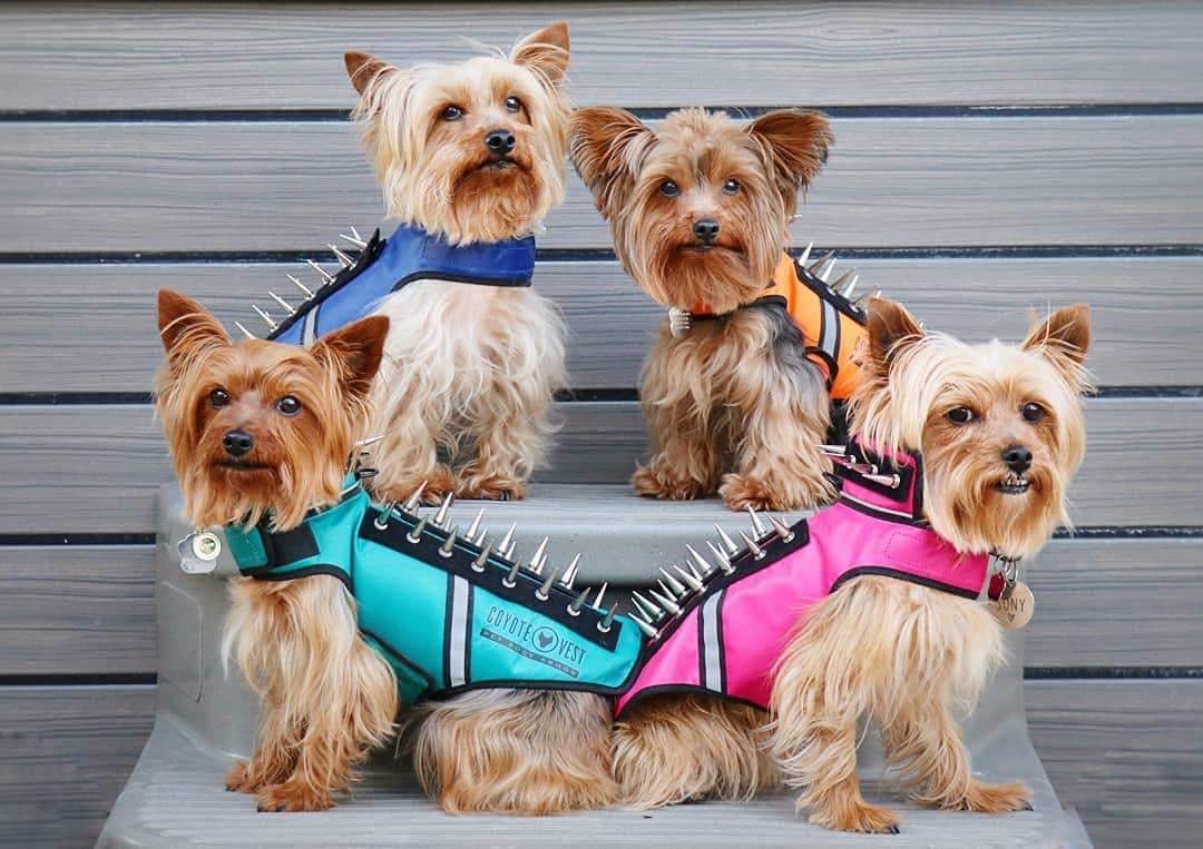 four dogs wearing coyote vests