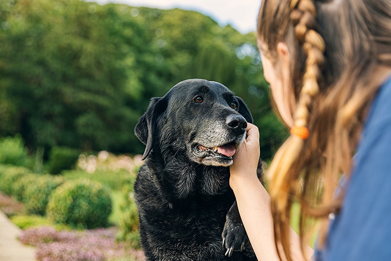 Girl talking to a black senior labrador