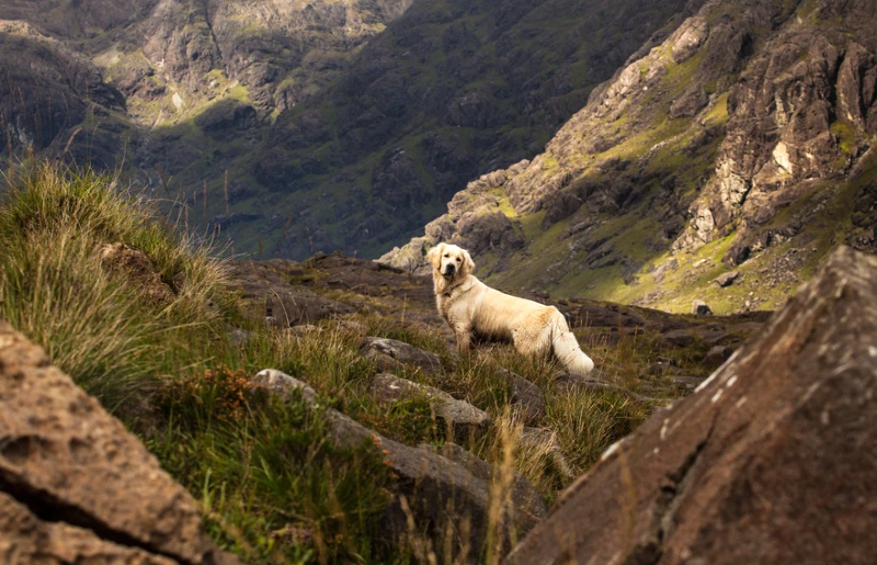 golden retriever on rough terrain at Isle of Skye in Scotland