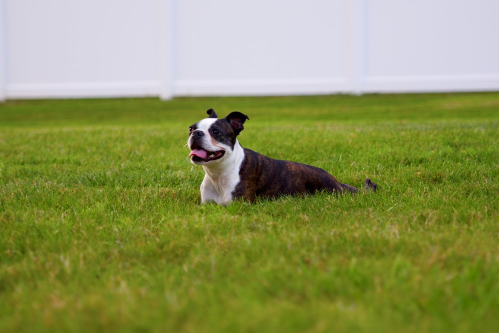 Happy Boston Terrier