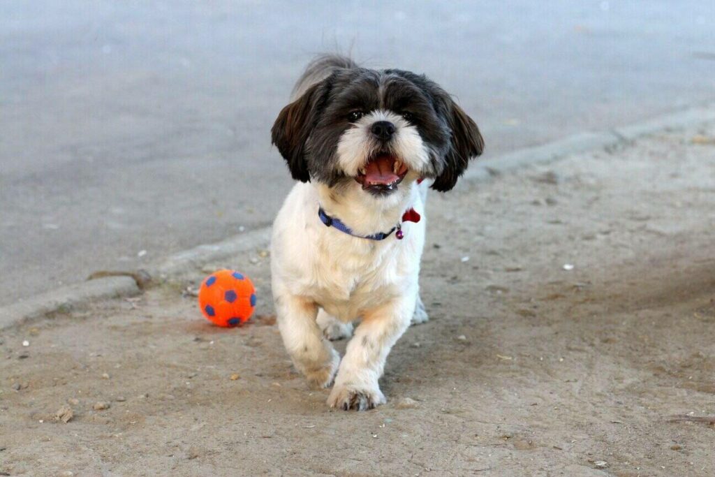 havanese barking