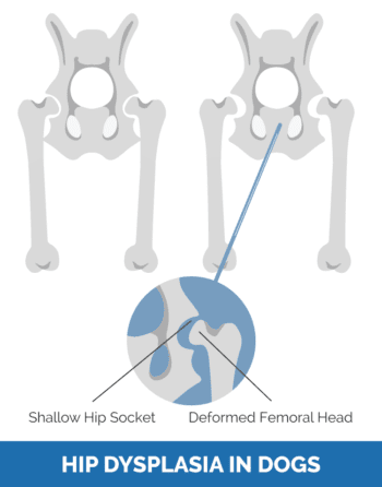 7 Common St. Bernard Health Issues: Our Vet Explains | Hepper Pet Resources