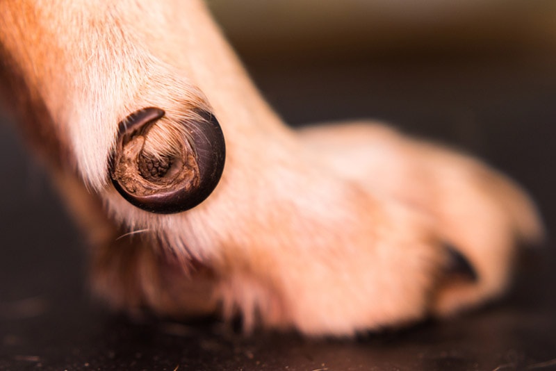 ingrown toenail in dog