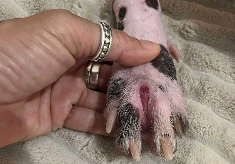 interdigital cyst in a hairless dog