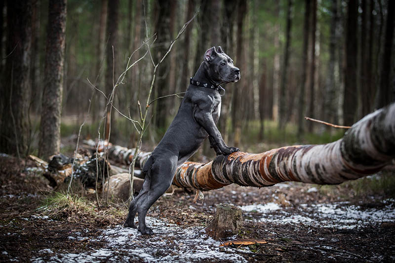 Italian Cane Corso in the forest