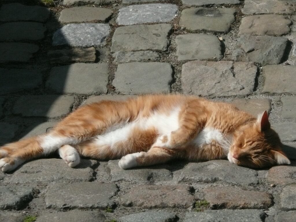 Cat sleeping stretched out - Jumpstory