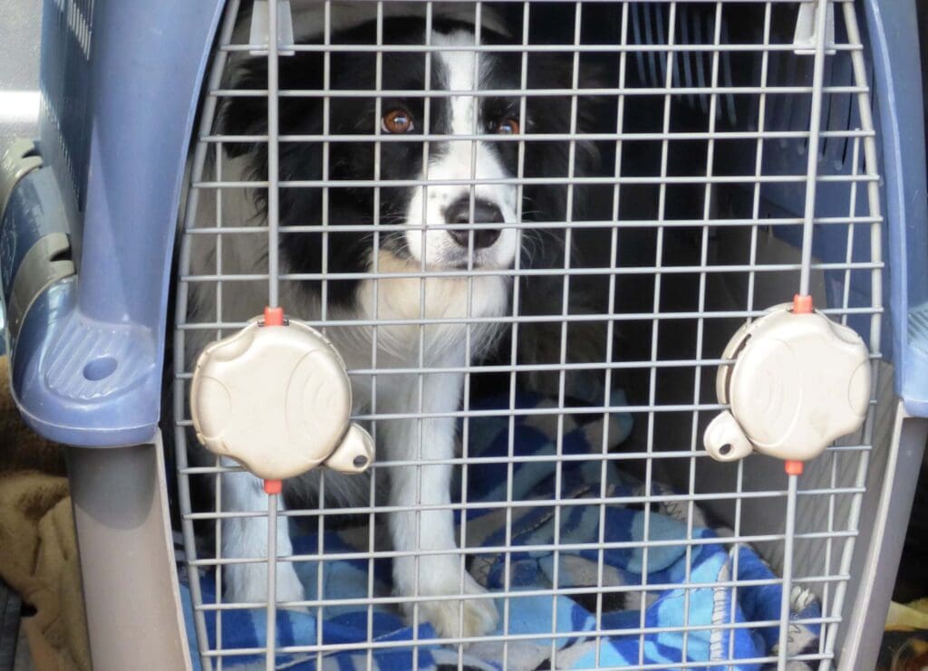 Dog travel crate