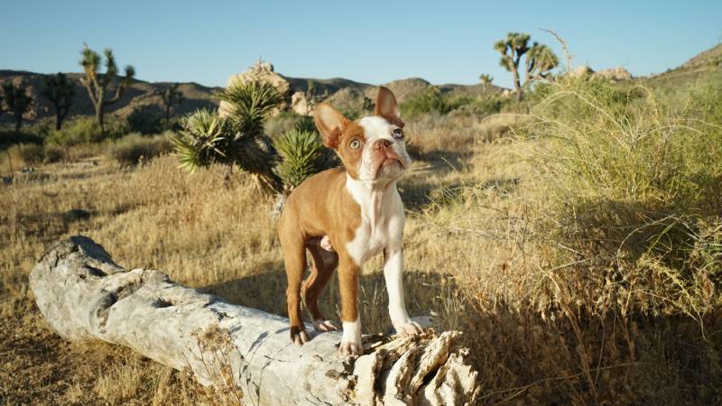 lilac boston terrier puppy in nature on a log