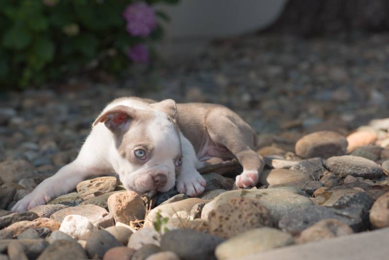 lilac boston terrier puppy on rocks in backyard with green eyes