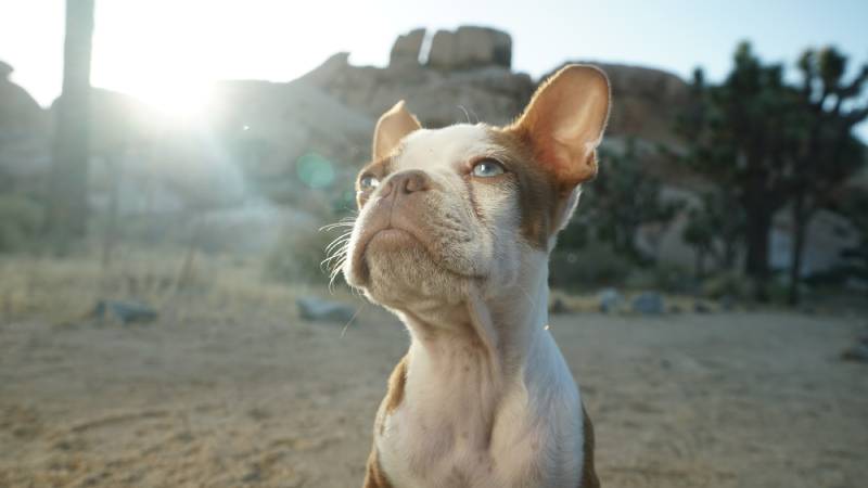 lilac boston terrier puppy squinting in sunlight