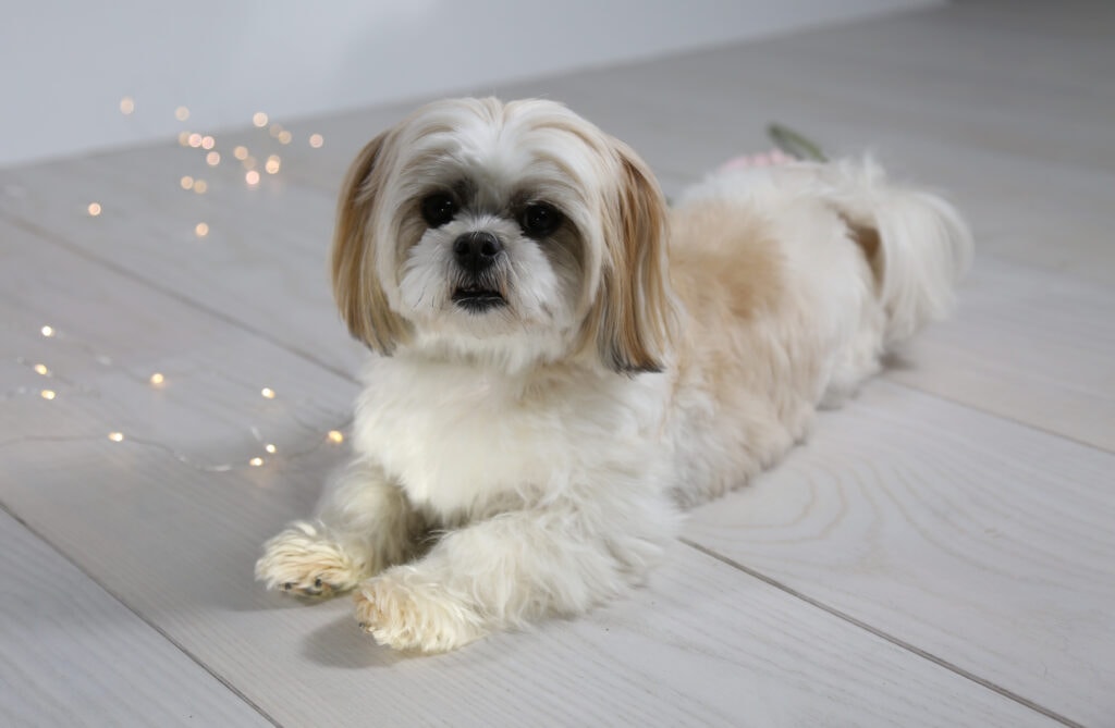 malshi dog with lights