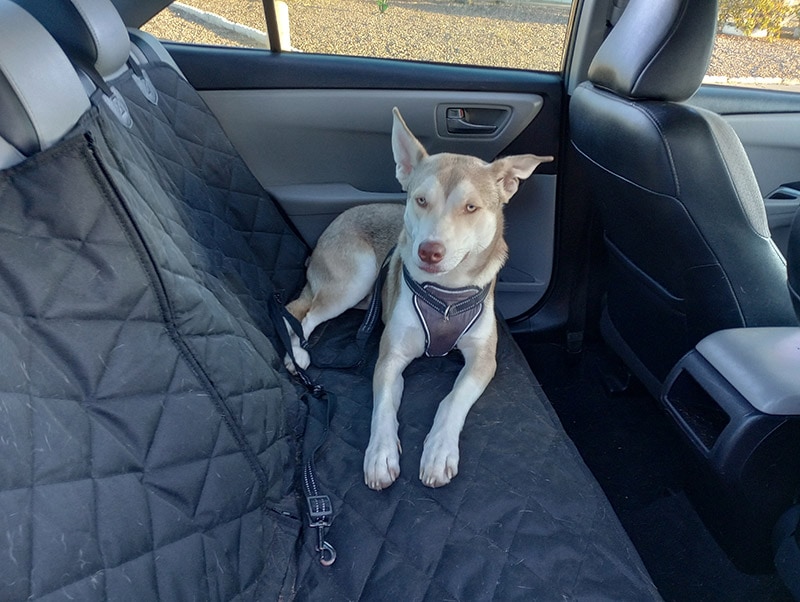 milo lying on the rear seat car cover from 4knines