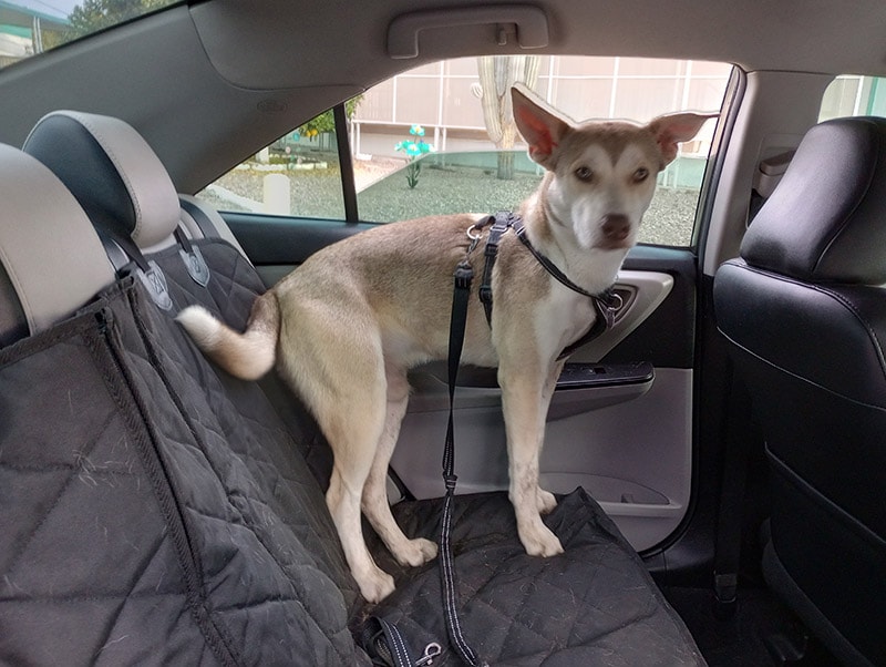 milo standing on the rear seat car cover from 4knines