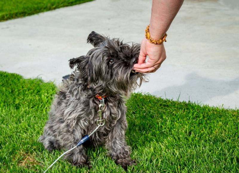minature schnauzer dog takes a treat from owner