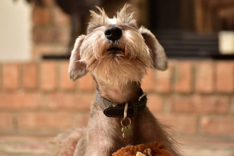 miniature schnauzer dog barking