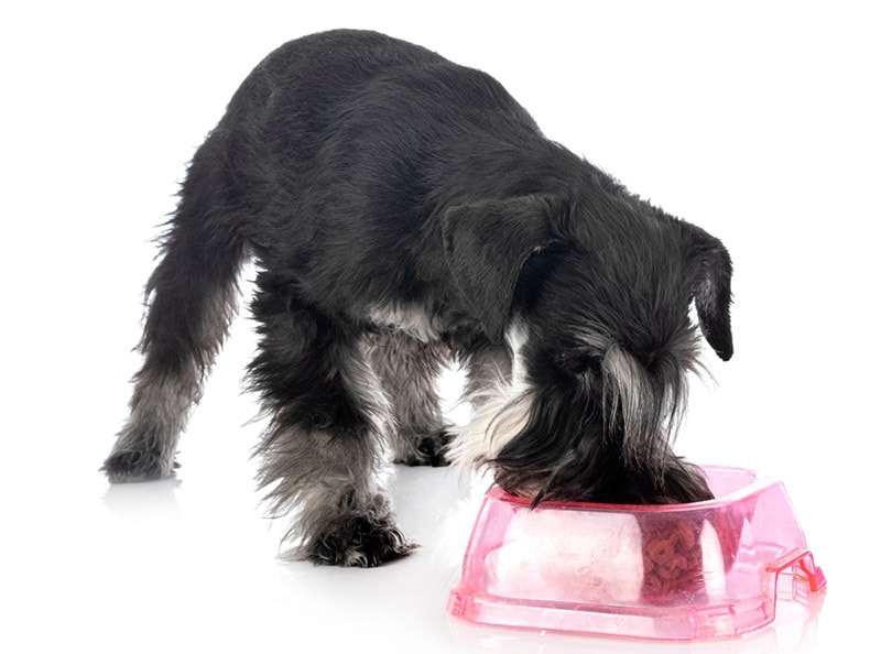 miniature schnauzer eating from a bowl