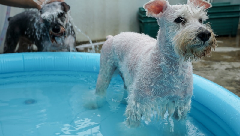 miniature schnauzer taking a bath