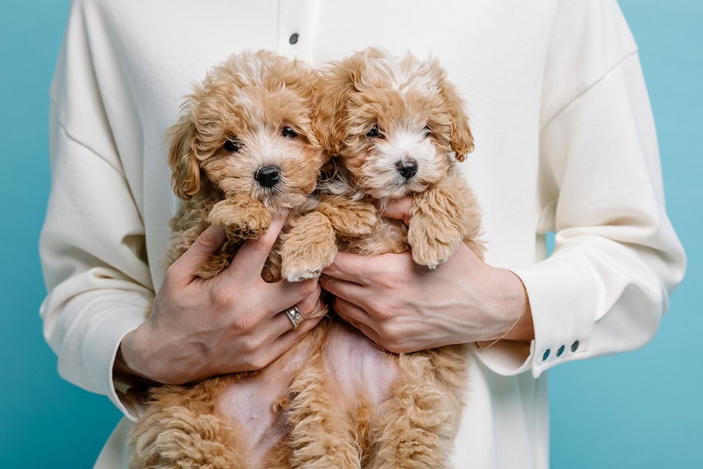 person holding two teacup maltipoo dogs