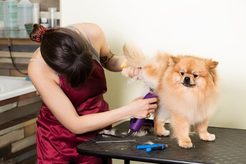 pomeranian grooming clipper