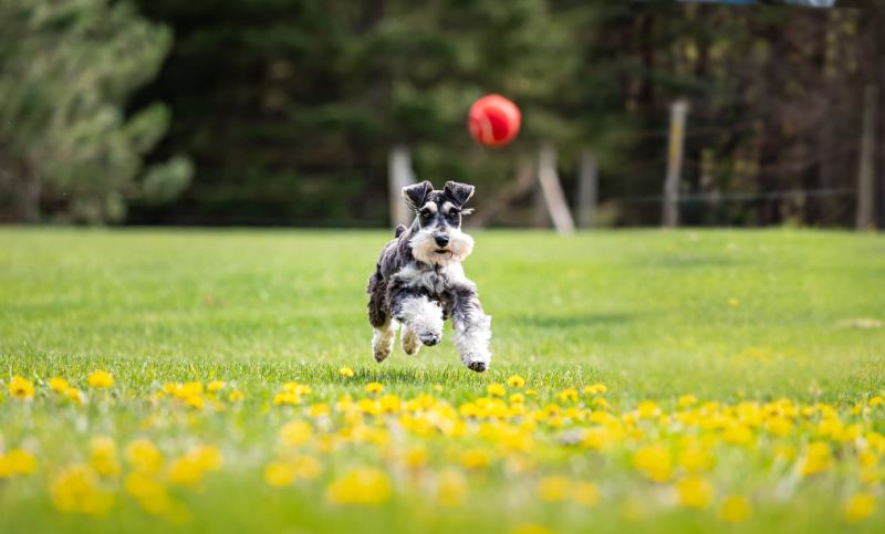 salt and pepper mini schnauzer puppy chasing red ball