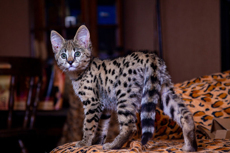 savannah kitten standing on the couch