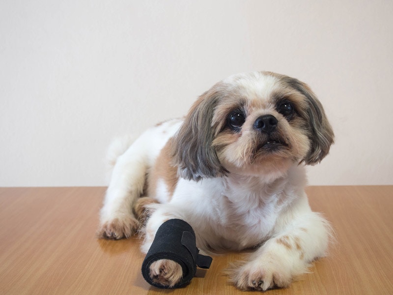 shih tzu dog with injured front leg sitting on wooden table