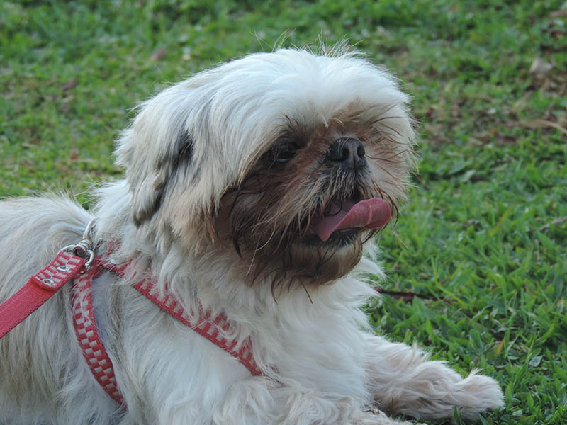 shih tzu wearing harness