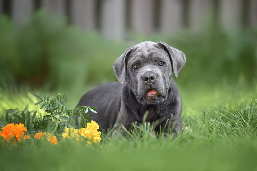 grey cane corso puppy in grass