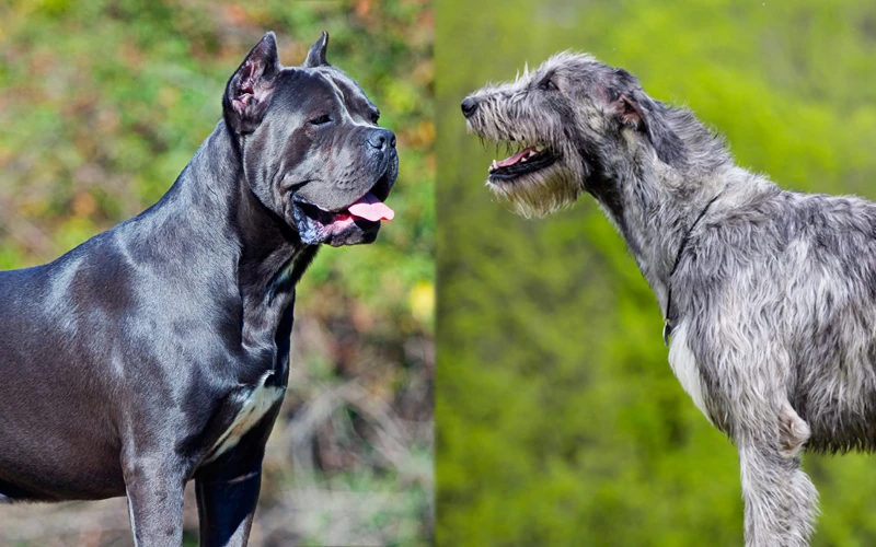 side view of Cane Corso and Irish Wolfhound