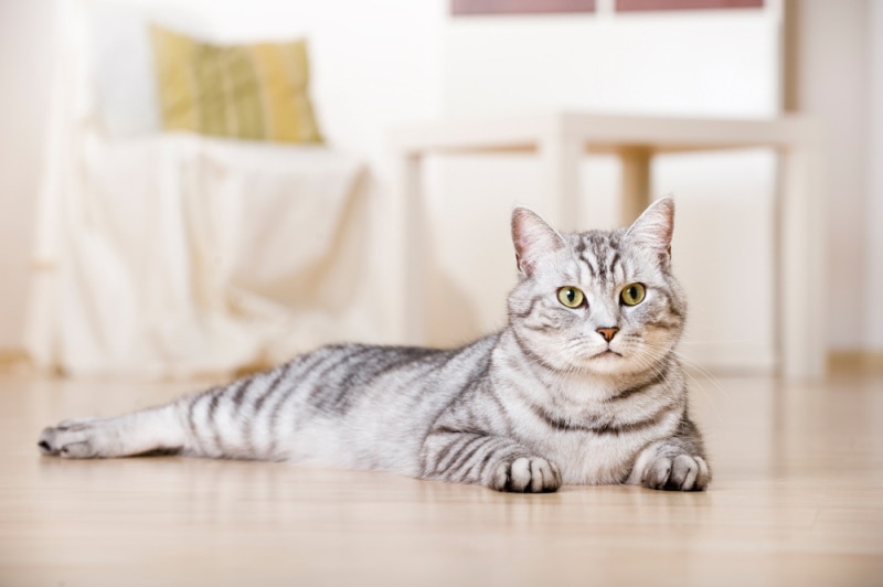 silver tabby british shorthair cat lying