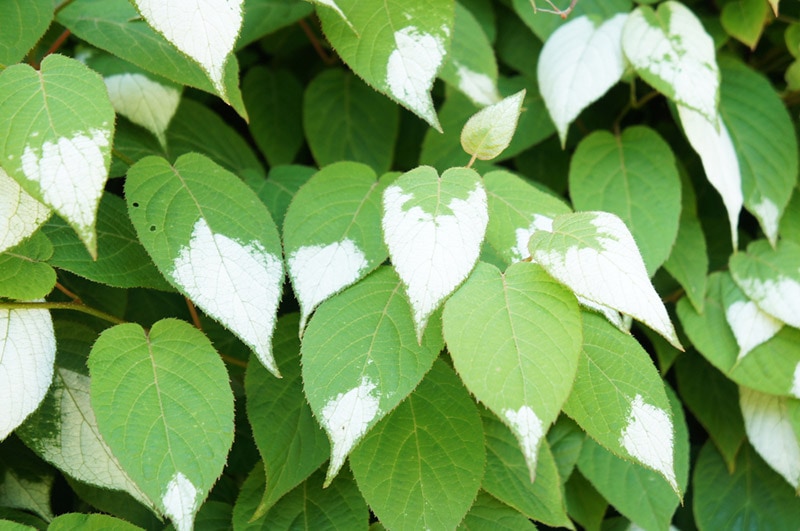silver vine plant
