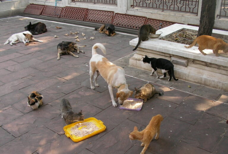 How Do Feral Cats Survive In Cold Weather at Wendell Espinoza blog How do stray cats survive cold weather