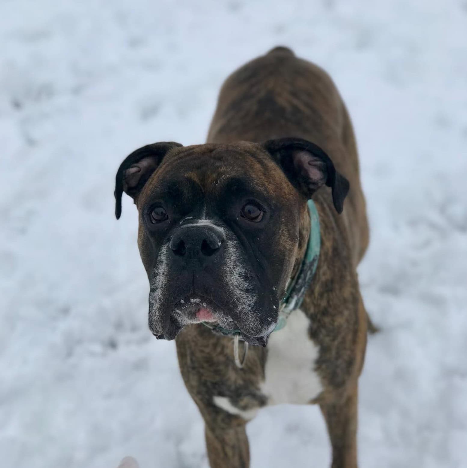 the aud dog park