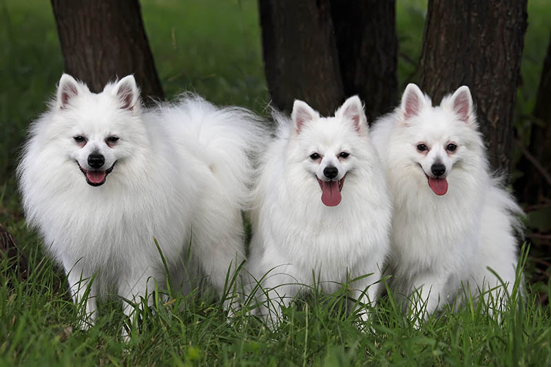 three Volpino italiano dogs