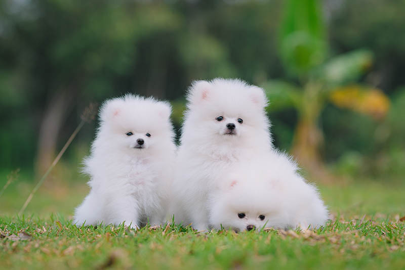 three volpino italiano puppies
