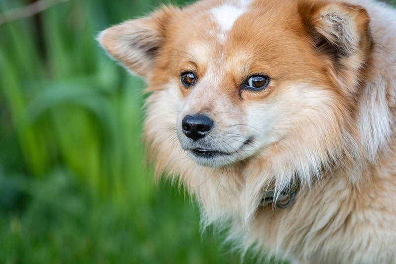 throwback pomeranian close up