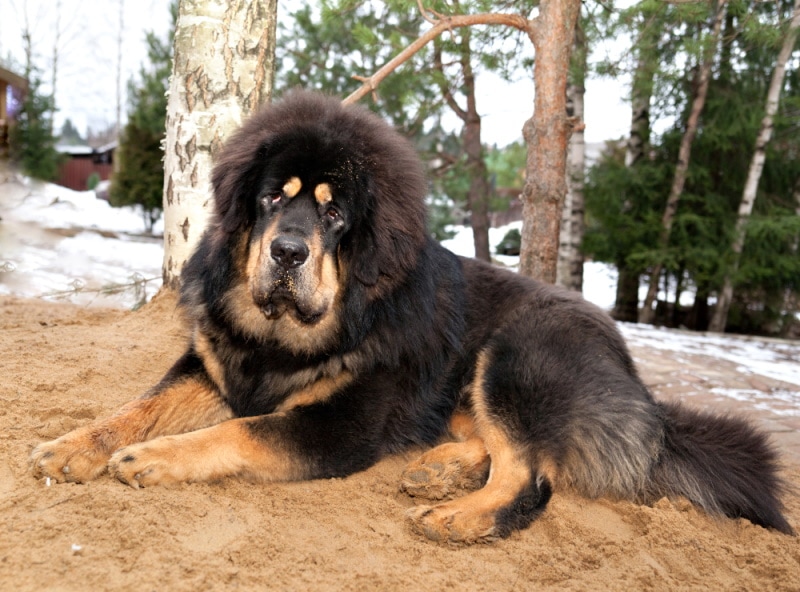 tibetan mastiff lying in the sand