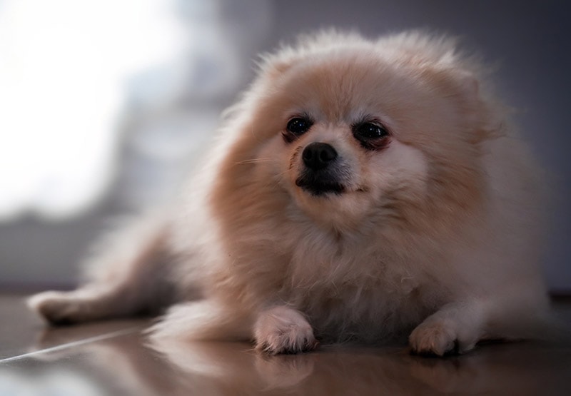 tired looking pomeranian dog