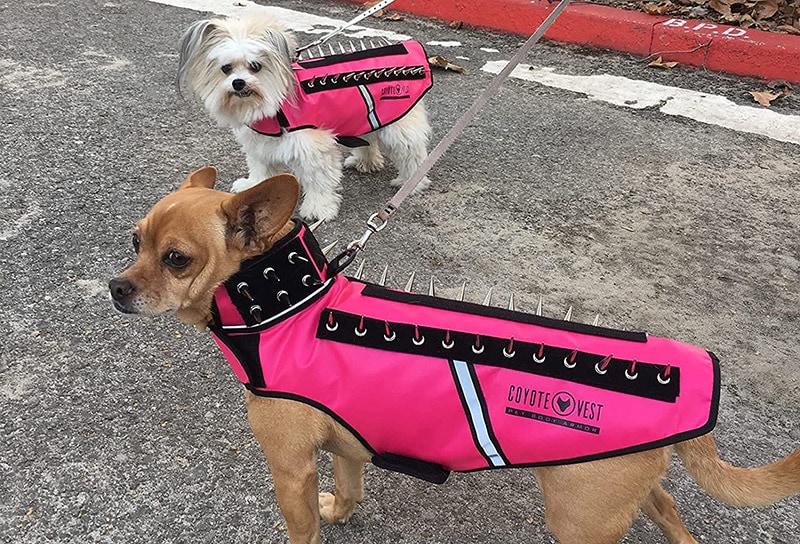 two dogs wearing coyoto vests