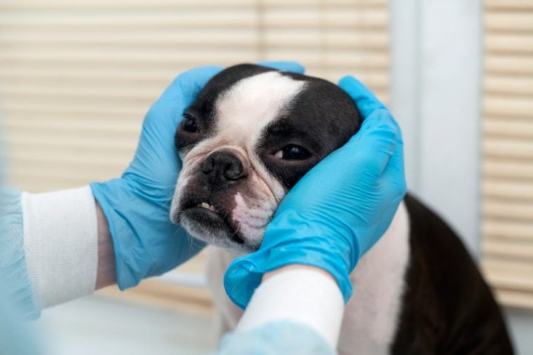 Picture of Dog Stomach Ulcers: Signs, Causes & Remedies (Vet Answer) | Hepper Pet ...
