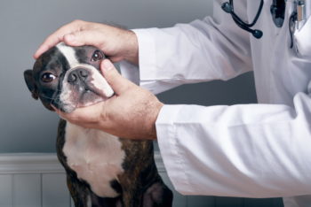 Why Are My Dog’s Eyes Red? 13 Vet Reviewed Reasons & What To Do