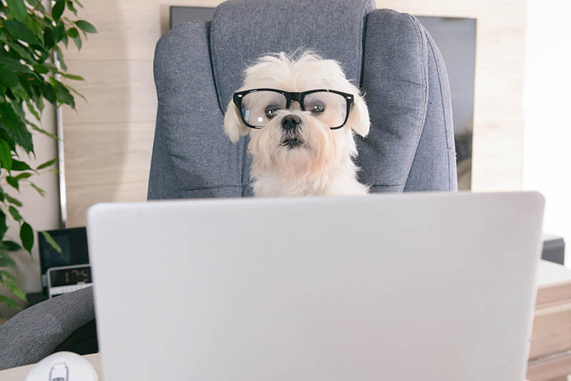 white dog wearing glasses in front of a laptop