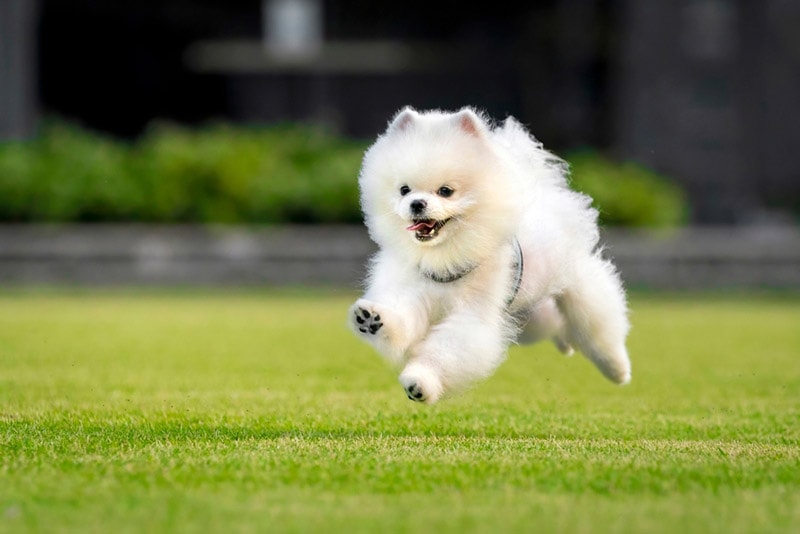 white pomeranian dog running in a park